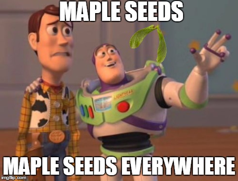 Ever since Spring started... | MAPLE SEEDS MAPLE SEEDS EVERYWHERE | image tagged in memes,x x everywhere | made w/ Imgflip meme maker