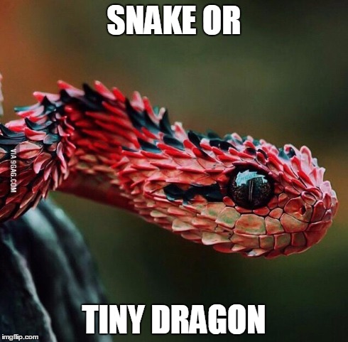 SNAKE OR TINY DRAGON | image tagged in dragon | made w/ Imgflip meme maker