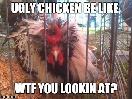 chickan | UGLY CHICKEN BE LIKE WTF YOU LOOKIN AT? | image tagged in chickan | made w/ Imgflip meme maker