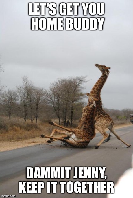 Falling Giraffe | LET'S GET YOU HOME BUDDY DAMMIT JENNY, KEEP IT TOGETHER | image tagged in falling giraffe | made w/ Imgflip meme maker
