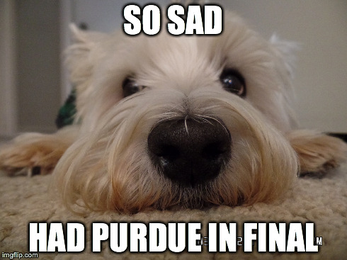 SO SAD HAD PURDUE IN FINAL | image tagged in dogs,ncaa,basketball | made w/ Imgflip meme maker