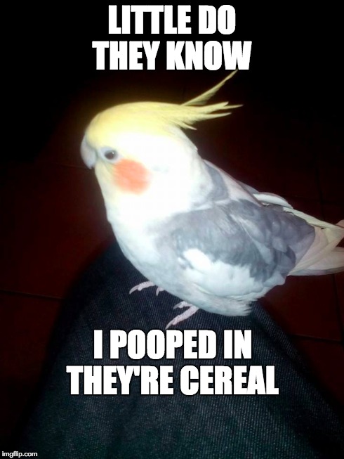 LITTLE DO THEY KNOW I POOPED IN THEY'RE CEREAL | image tagged in birds,angry | made w/ Imgflip meme maker