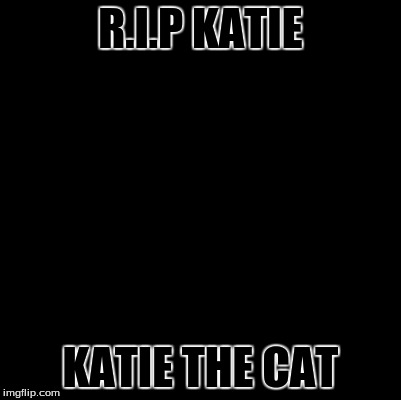 R.I.P | R.I.P KATIE KATIE THE CAT | image tagged in blank,rip,katie | made w/ Imgflip meme maker