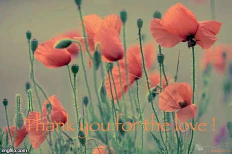 Poppies | image tagged in flowers | made w/ Imgflip meme maker