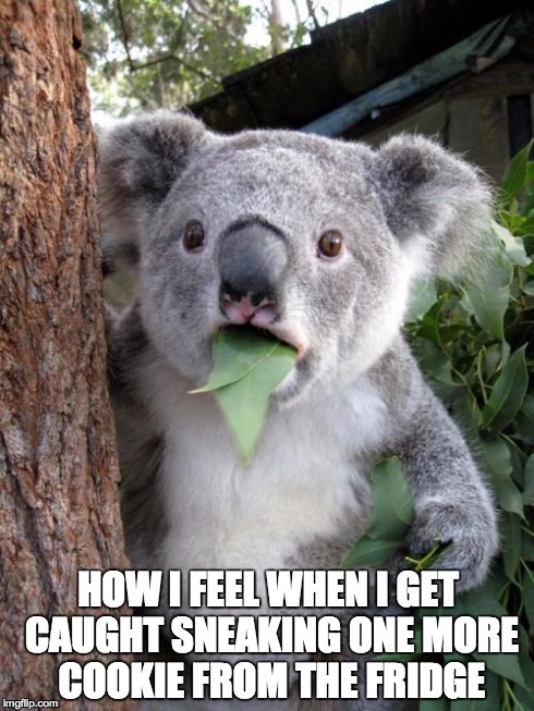 Surprised Koala | HOW I FEEL WHEN I GET CAUGHT SNEAKING ONE MORE COOKIE FROM THE FRIDGE | image tagged in memes,surprised koala | made w/ Imgflip meme maker