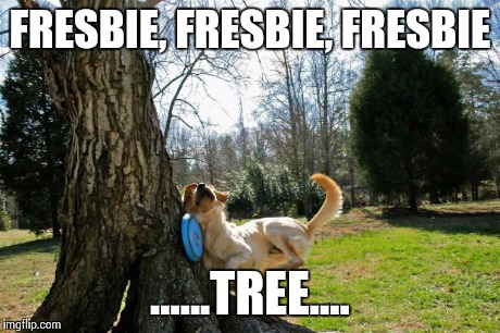 From weekend to Monday feeling | FRESBIE, FRESBIE, FRESBIE ......TREE.... | image tagged in nailed it,funny memes,funny,oblivious hot girl,comedy,dogs | made w/ Imgflip meme maker