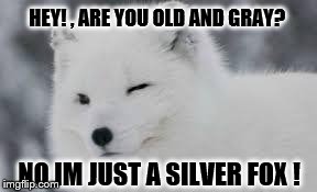 HEY! , ARE YOU OLD AND GRAY? NO IM JUST A SILVER FOX ! | image tagged in sly fox | made w/ Imgflip meme maker