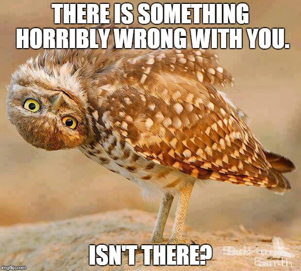 THERE IS SOMETHING HORRIBLY WRONG WITH YOU. ISN'T THERE? | image tagged in owl,wrong | made w/ Imgflip meme maker
