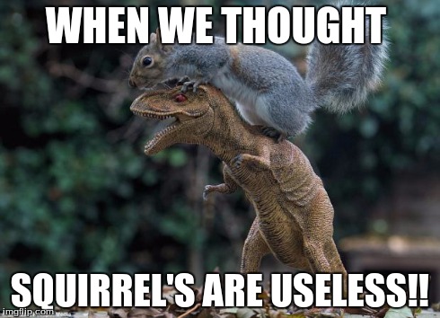 WHEN WE THOUGHT SQUIRREL'S ARE USELESS!! | image tagged in erer | made w/ Imgflip meme maker