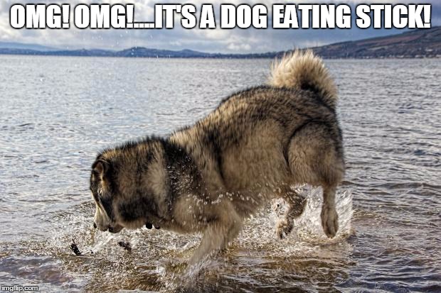 OMG! OMG!....IT'S A DOG EATING STICK! | image tagged in l | made w/ Imgflip meme maker
