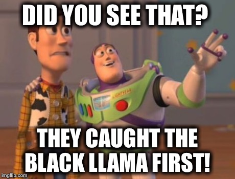 X, X Everywhere Meme | DID YOU SEE THAT? THEY CAUGHT THE BLACK LLAMA FIRST! | image tagged in memes,x x everywhere | made w/ Imgflip meme maker