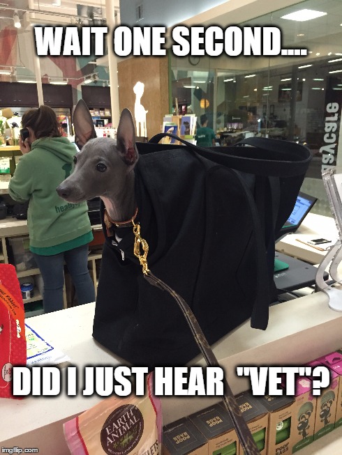 The Vet | WAIT ONE SECOND.... DID I JUST HEAR  "VET"? | image tagged in italian greyhound,greyhound | made w/ Imgflip meme maker