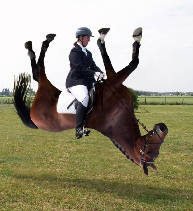 Horse upside down Blank Meme Template