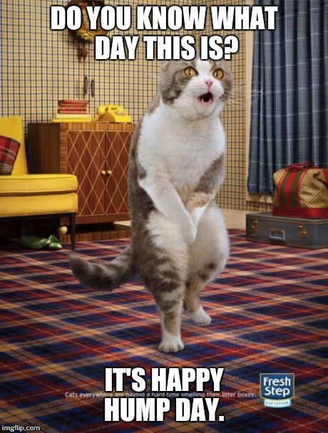Gotta Go Cat Meme | DO YOU KNOW WHAT DAY THIS IS? IT'S HAPPY HUMP DAY. | image tagged in memes,gotta go cat | made w/ Imgflip meme maker