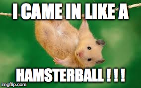 I CAME IN LIKE A HAMSTERBALL ! ! ! | image tagged in hamster,funny,funny memes,animals,funny animal,funny animals | made w/ Imgflip meme maker