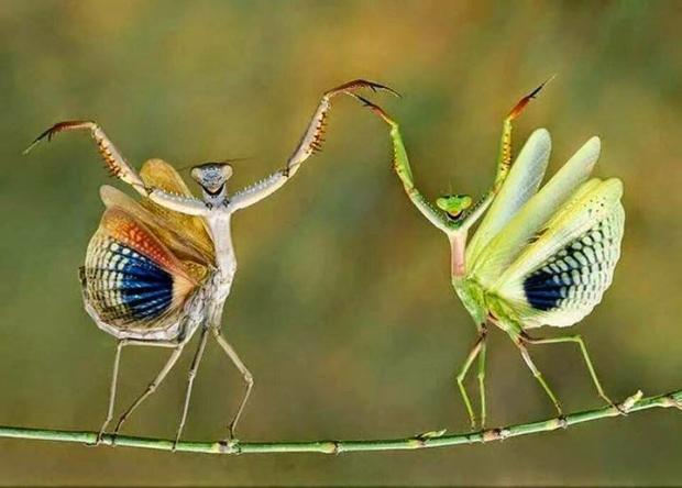 Yaying Mantis Blank Meme Template