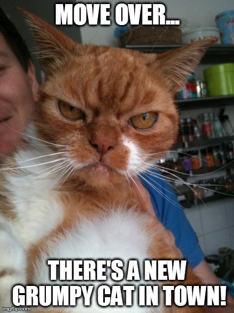 image tagged in memes,evil cat,cats | made w/ Imgflip meme maker