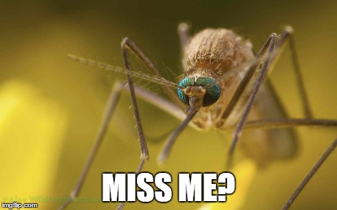 Miss Me Mosquito | MISS ME? | image tagged in spring,bugs | made w/ Imgflip meme maker