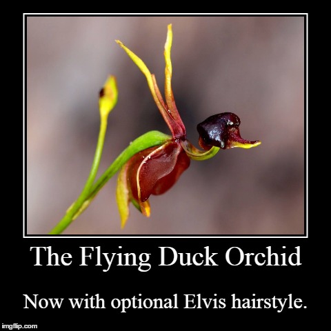 Elvis Orchid | image tagged in funny,demotivationals,elvis,ducks | made w/ Imgflip demotivational maker