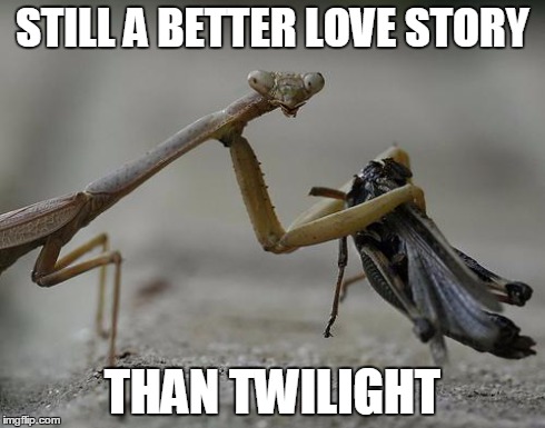 Praying Mantis | STILL A BETTER LOVE STORY THAN TWILIGHT | image tagged in praying mantis,twilight | made w/ Imgflip meme maker