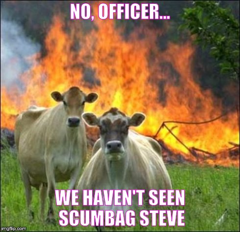 Evil Cows Meme | NO, OFFICER... WE HAVEN'T SEEN SCUMBAG STEVE | image tagged in memes,evil cows | made w/ Imgflip meme maker