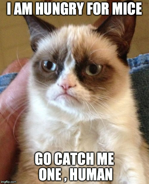 Grumpy Cat | I AM HUNGRY FOR MICE GO CATCH ME ONE , HUMAN | image tagged in memes,grumpy cat | made w/ Imgflip meme maker