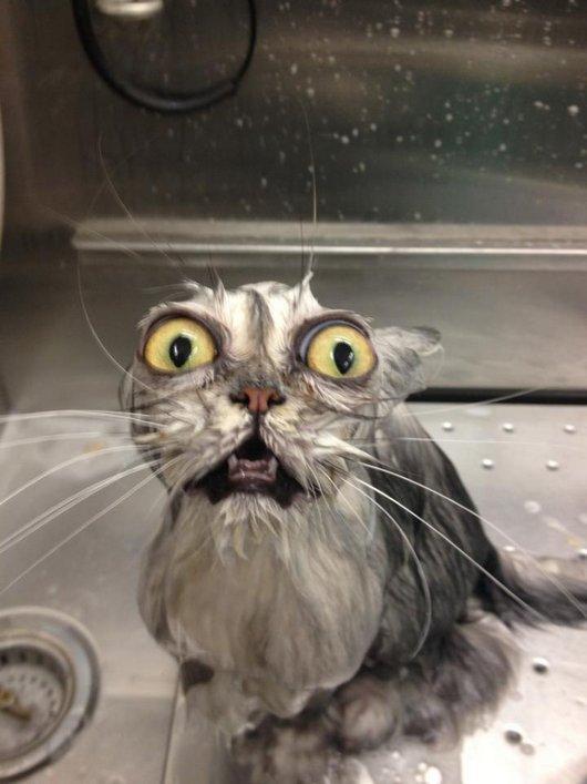 Traumatized Wet Cat Blank Meme Template