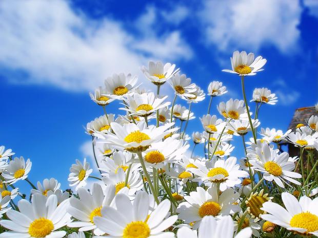 spring daisy flowers Blank Meme Template