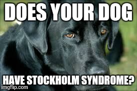 Who's a good dog? | DOES YOUR DOG HAVE STOCKHOLM SYNDROME? | image tagged in pets | made w/ Imgflip meme maker