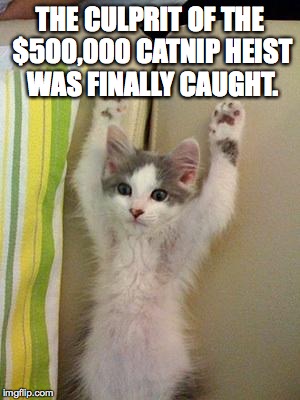 Hands up kitten | THE CULPRIT OF THE $500,000 CATNIP HEIST WAS FINALLY CAUGHT. | image tagged in hands up kitten | made w/ Imgflip meme maker