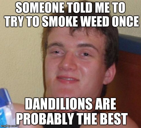 10 Guy | SOMEONE TOLD ME TO TRY TO SMOKE WEED ONCE DANDILIONS ARE PROBABLY THE BEST | image tagged in memes,10 guy | made w/ Imgflip meme maker