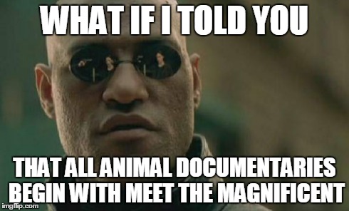 Matrix Morpheus | WHAT IF I TOLD YOU THAT ALL ANIMAL DOCUMENTARIES BEGIN WITH MEET THE MAGNIFICENT | image tagged in memes,matrix morpheus | made w/ Imgflip meme maker