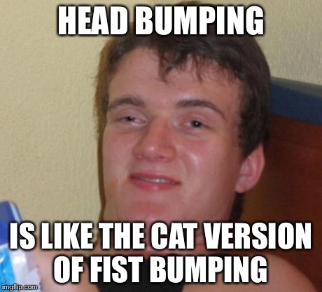 10 Guy Meme | HEAD BUMPING IS LIKE THE CAT VERSION OF FIST BUMPING | image tagged in memes,10 guy | made w/ Imgflip meme maker