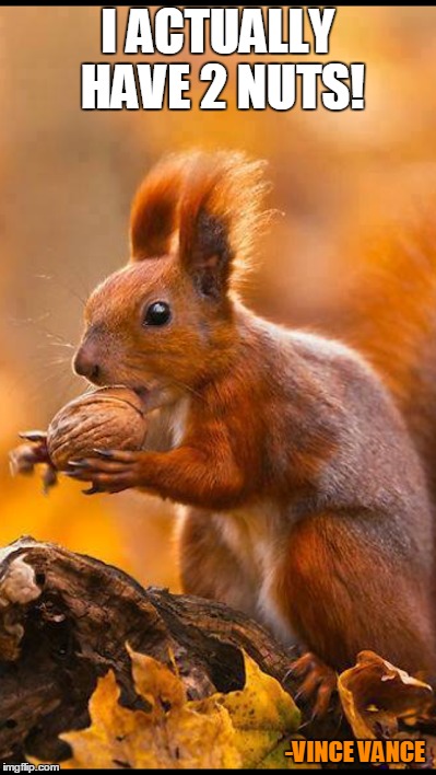 I Actually Have Two Nuts! | I ACTUALLY HAVE 2 NUTS! -VINCE VANCE | image tagged in squirrel eating nut,squirrel,vince vance,tufted ear squirrel,big hair,double meaning | made w/ Imgflip meme maker