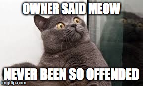 OWNER SAID MEOW NEVER BEEN SO OFFENDED | image tagged in lolcats,funny,memes | made w/ Imgflip meme maker