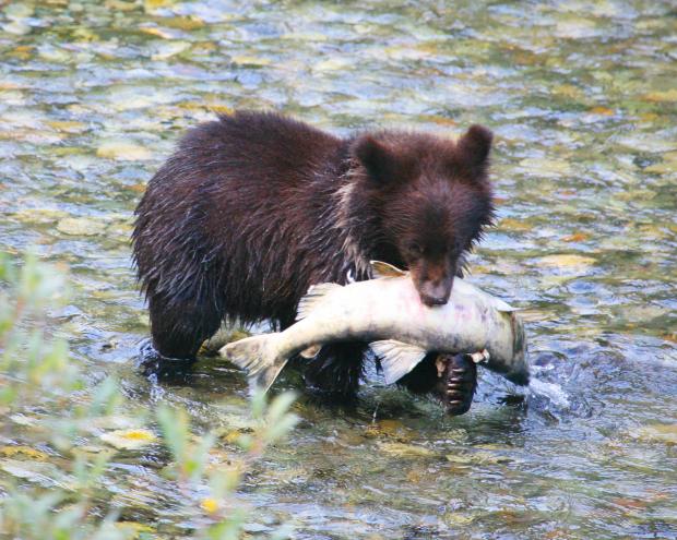 Cub with Fish Blank Meme Template