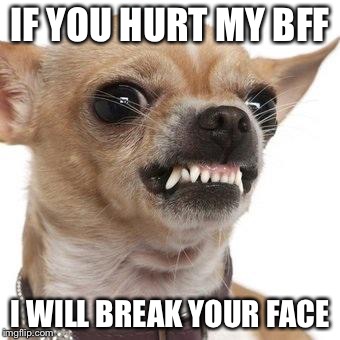 Angry chihuahua  | IF YOU HURT MY BFF I WILL BREAK YOUR FACE | image tagged in angry chihuahua | made w/ Imgflip meme maker