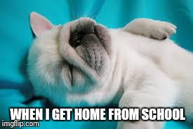Sleepy Puppy | WHEN I GET HOME FROM SCHOOL | image tagged in sleepy puppy | made w/ Imgflip meme maker