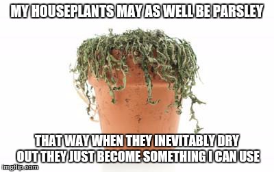 Plants come to my house to die | MY HOUSEPLANTS MAY AS WELL BE PARSLEY THAT WAY WHEN THEY INEVITABLY DRY OUT THEY JUST BECOME SOMETHING I CAN USE | image tagged in dead plant | made w/ Imgflip meme maker
