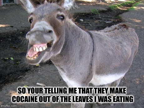 Cocaine ass | SO YOUR TELLING ME THAT THEY MAKE COCAINE OUT OF THE LEAVES I WAS EATING | image tagged in memes,drugs,ass | made w/ Imgflip meme maker