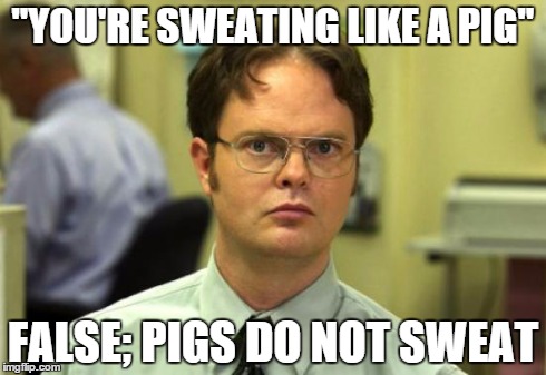 Dwight Schrute | "YOU'RE SWEATING LIKE A PIG" FALSE; PIGS DO NOT SWEAT | image tagged in memes,dwight schrute | made w/ Imgflip meme maker