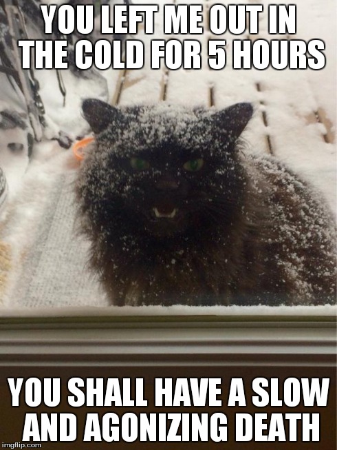 Angry cat | YOU LEFT ME OUT IN THE COLD FOR 5 HOURS YOU SHALL HAVE A SLOW AND AGONIZING DEATH | image tagged in angry snow kitty,angry,cat,kitty,mad,funny | made w/ Imgflip meme maker