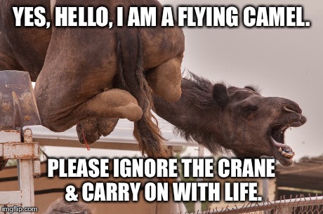 Mysterious "Flying"Camel | YES, HELLO, I AM A FLYING CAMEL. PLEASE IGNORE THE CRANE & CARRY ON WITH LIFE. | image tagged in camel | made w/ Imgflip meme maker