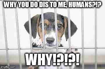Why?!?!? | WHY YOU DO DIS TO ME, HUMANS?!? WHY!?!?! | image tagged in puppy,funny,cute | made w/ Imgflip meme maker
