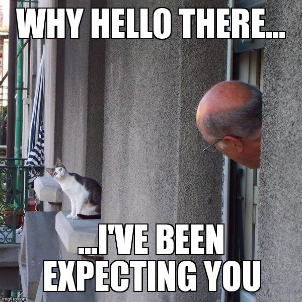 image tagged in funny,cats | made w/ Imgflip meme maker