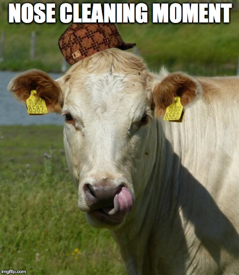 NOSE CLEANING MOMENT | image tagged in cow,scumbag,tongue,padmos | made w/ Imgflip meme maker