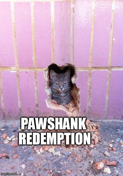 Pawshank Redemption | PAWSHANK REDEMPTION | image tagged in cat,funny,meme | made w/ Imgflip meme maker