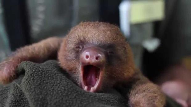 Yawning Sloth Blank Meme Template