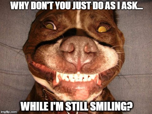 pitbullsmile | WHY DON'T YOU JUST DO AS I ASK... WHILE I'M STILL SMILING? | image tagged in pitbullsmile | made w/ Imgflip meme maker