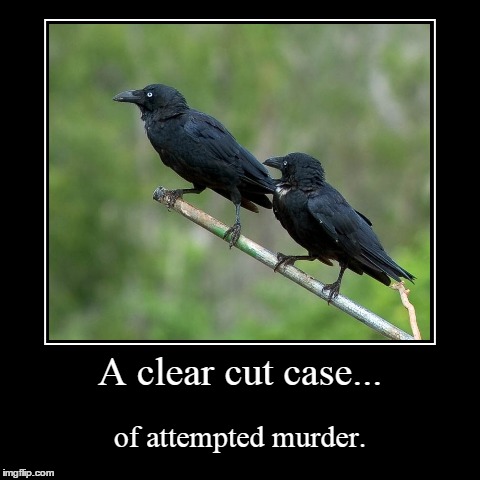 Attempted Murder | image tagged in funny,demotivationals,murder of crows | made w/ Imgflip demotivational maker